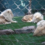 dsc01852 White Lions