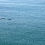 Dolphins Manhatten Beach