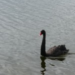 blackswan Black Swan
