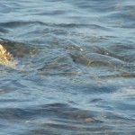 Turtles