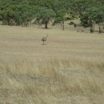 emu