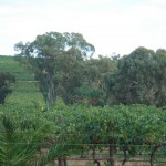 vineyards Vines eveywhere